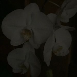 Meet your Posher, Adriana